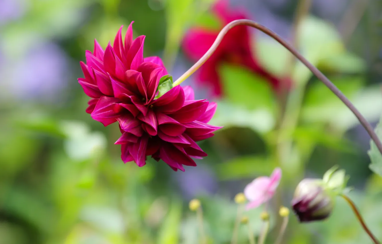Photo wallpaper macro, flowers, garden, stem, pink, bokeh, dahlias