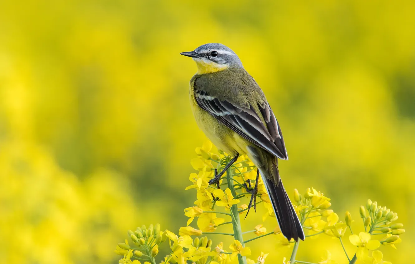 Photo wallpaper nature, bird, yellow Wagtail, Western Yellow Wagtail