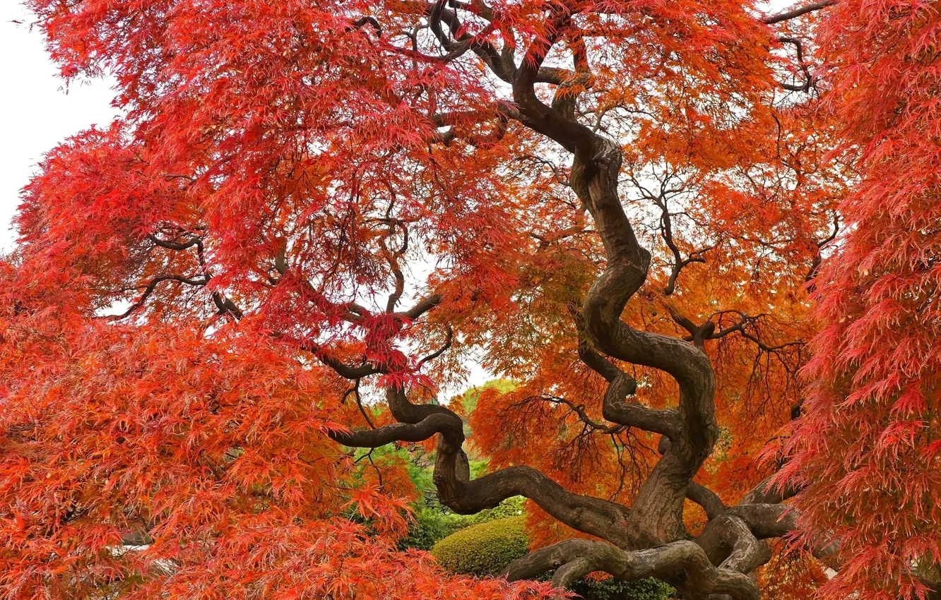 Photo wallpaper Tree, Autumn, Fall, Tree, Autumn, Colors