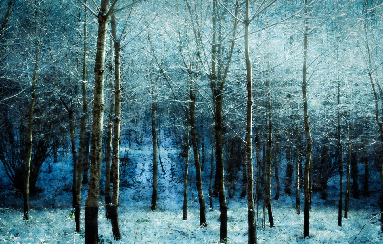 Photo wallpaper forest, nature, color