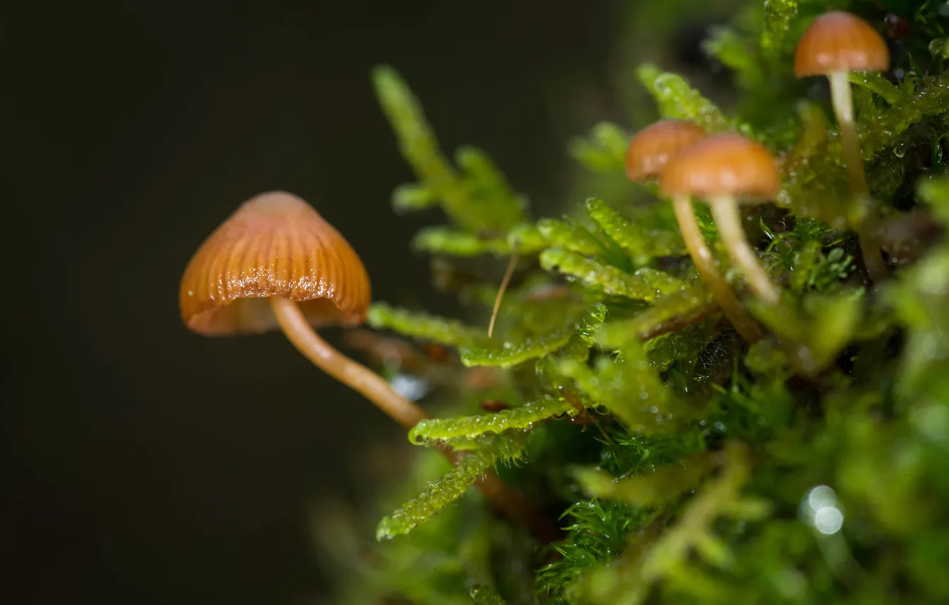 Photo wallpaper background, mushrooms, dark, moss, blur