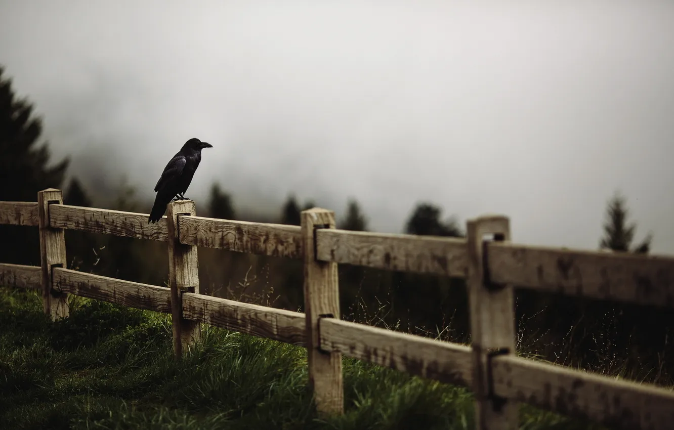 Photo wallpaper landscape, the fence, Raven