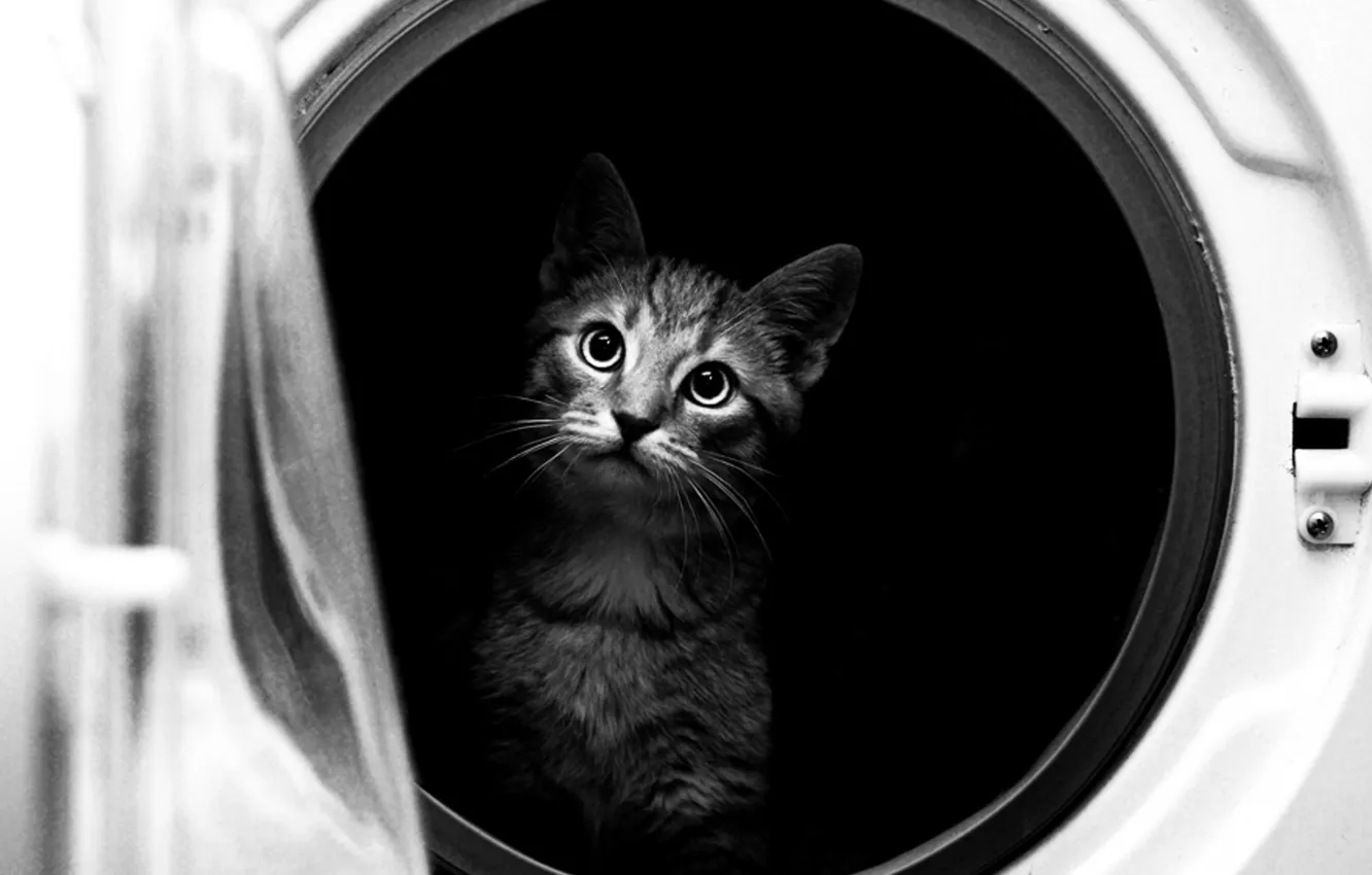 Photo wallpaper cat, black and white, washing machine