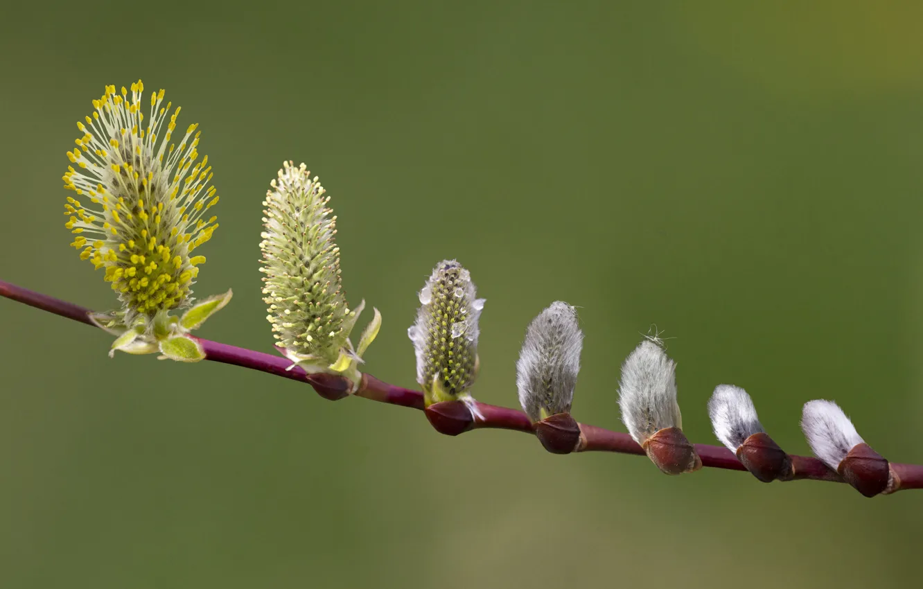 Photo wallpaper flower, leaves, drops, branch, buds