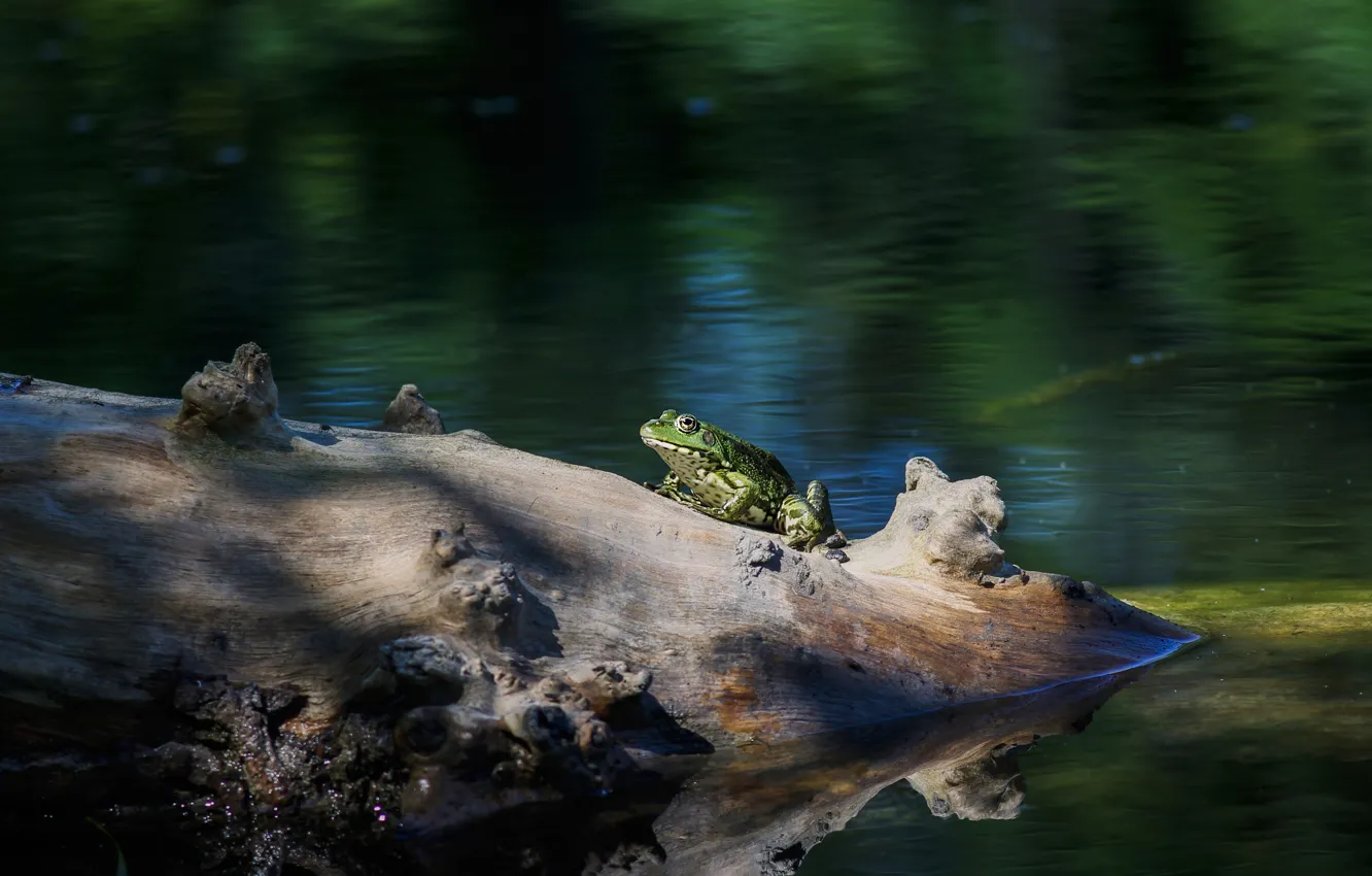 Photo wallpaper light, frog, log, green, pond