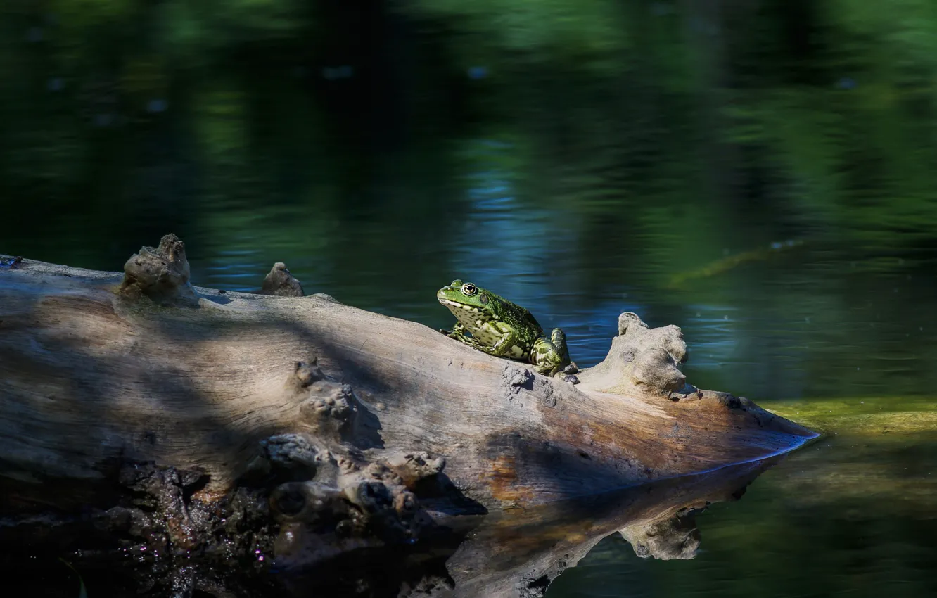 Photo wallpaper light, green, frog, log, pond