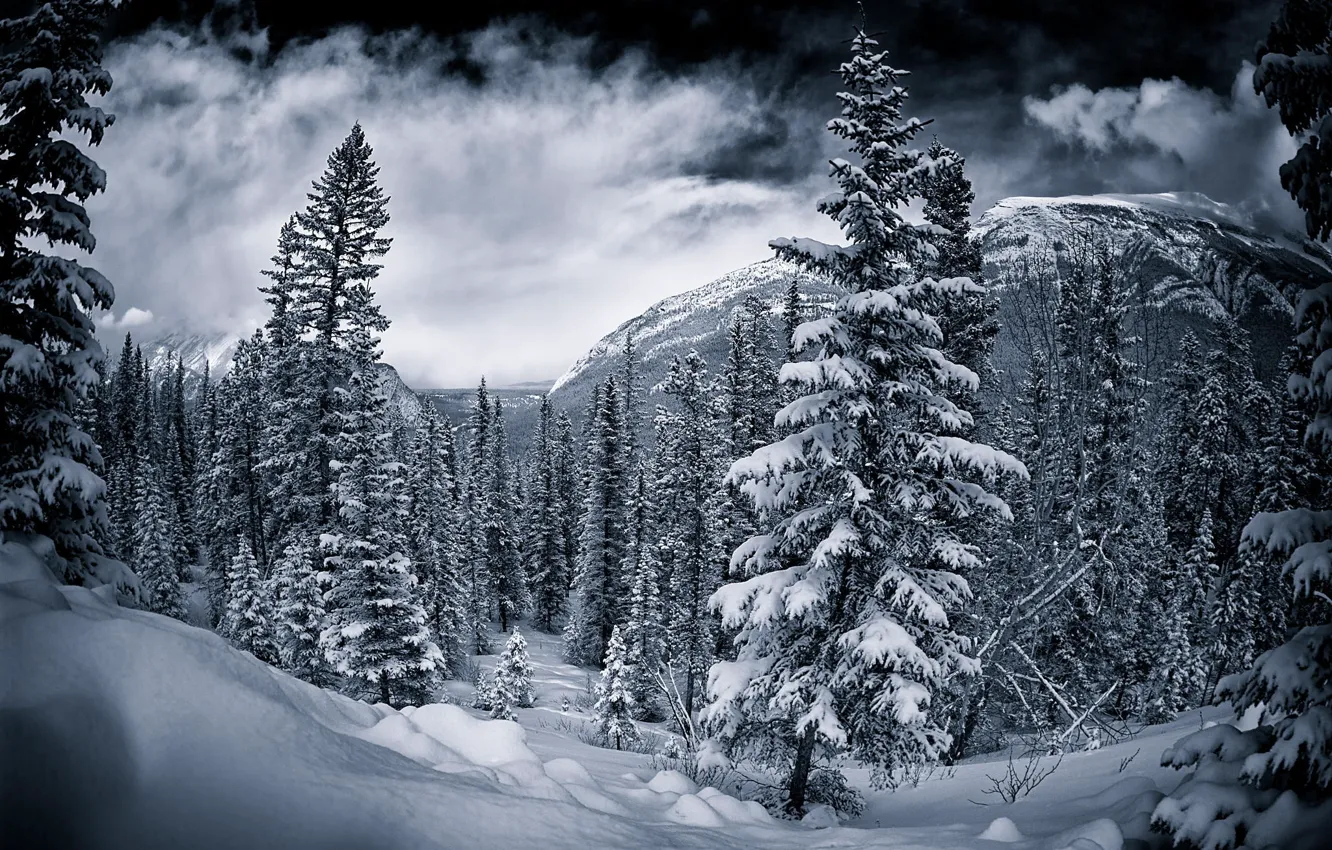 Photo wallpaper Canada, winter.trees