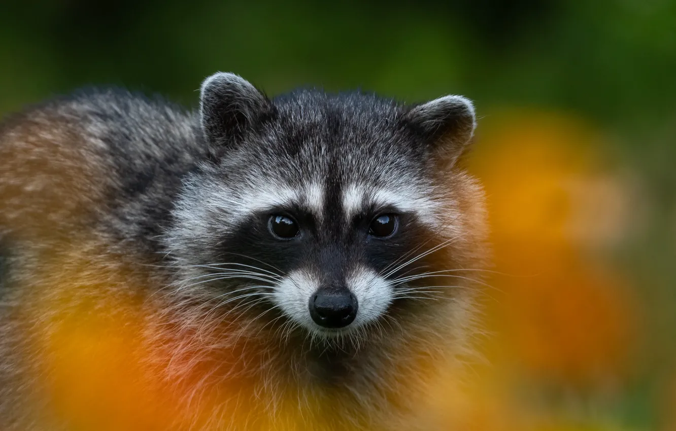 Photo wallpaper look, background, raccoon, face