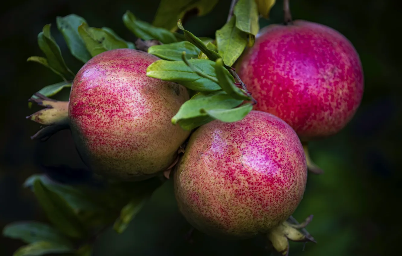 Photo wallpaper macro, fruit, fruit, trio, garnet