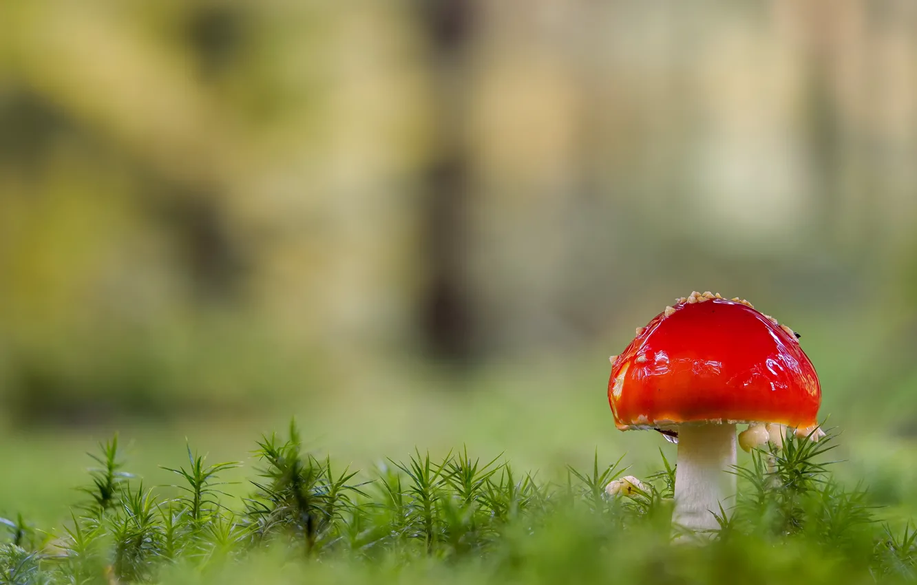 Photo wallpaper forest, red, nature, glade, mushroom, moss, mushroom, bokeh