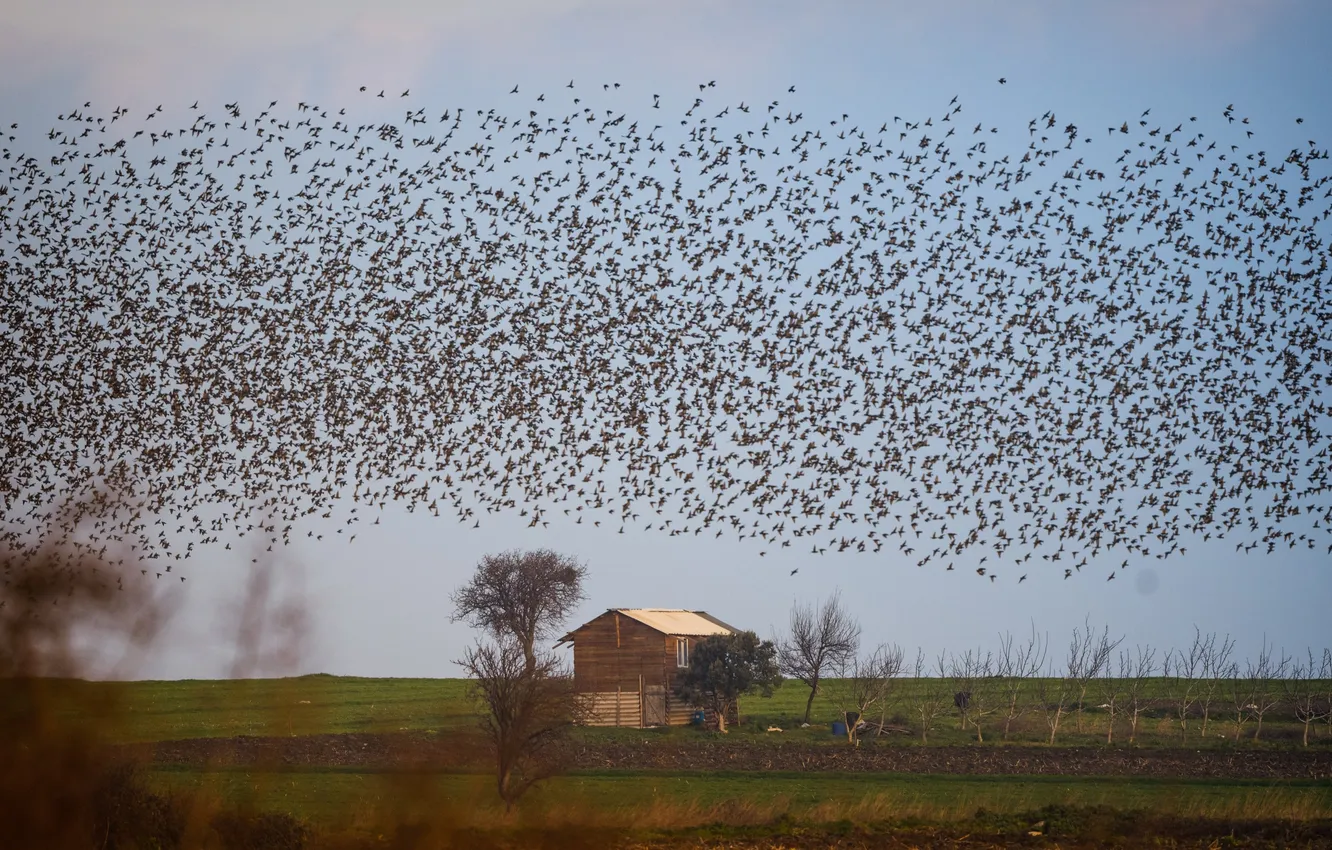 Photo wallpaper house, sky, birds