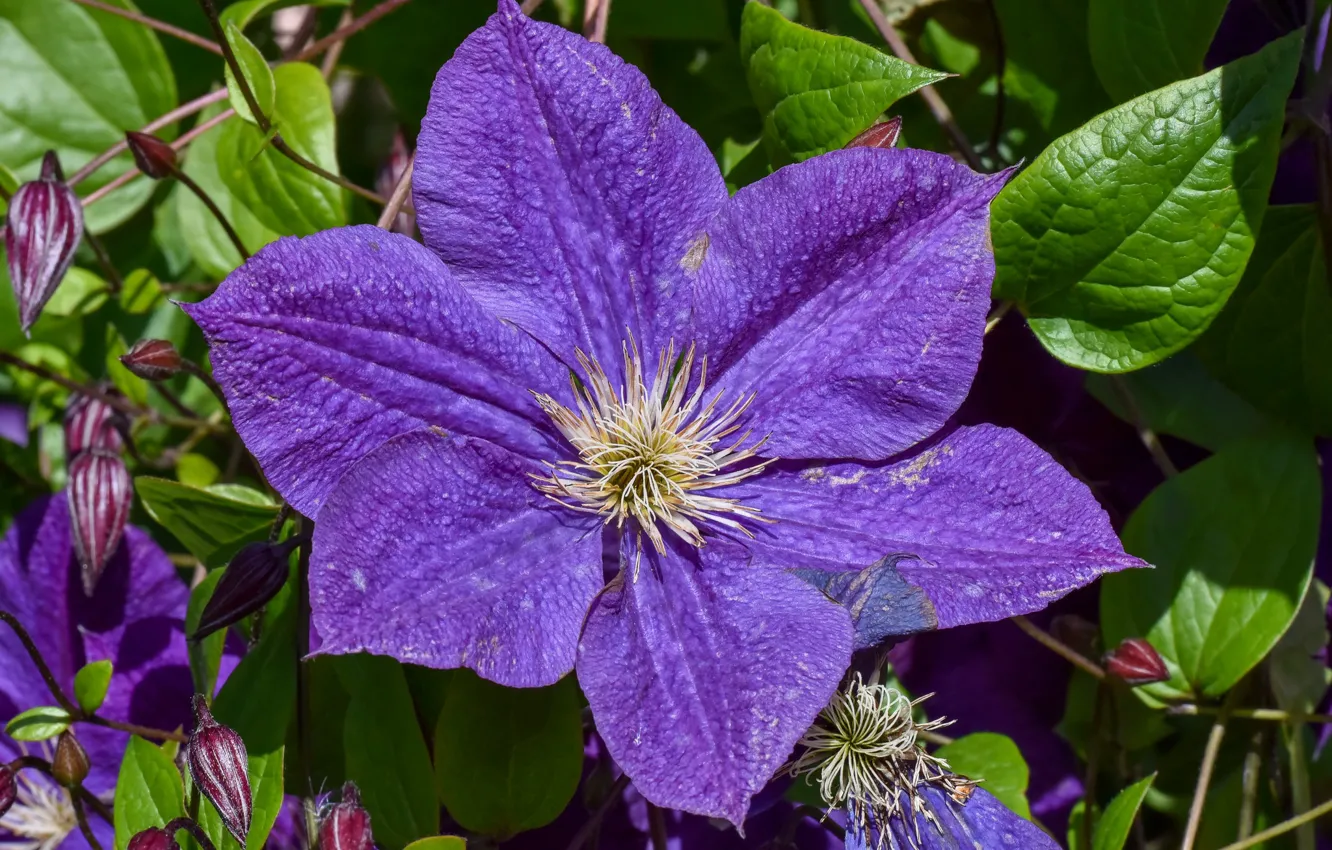 Photo wallpaper purple, macro, clematis