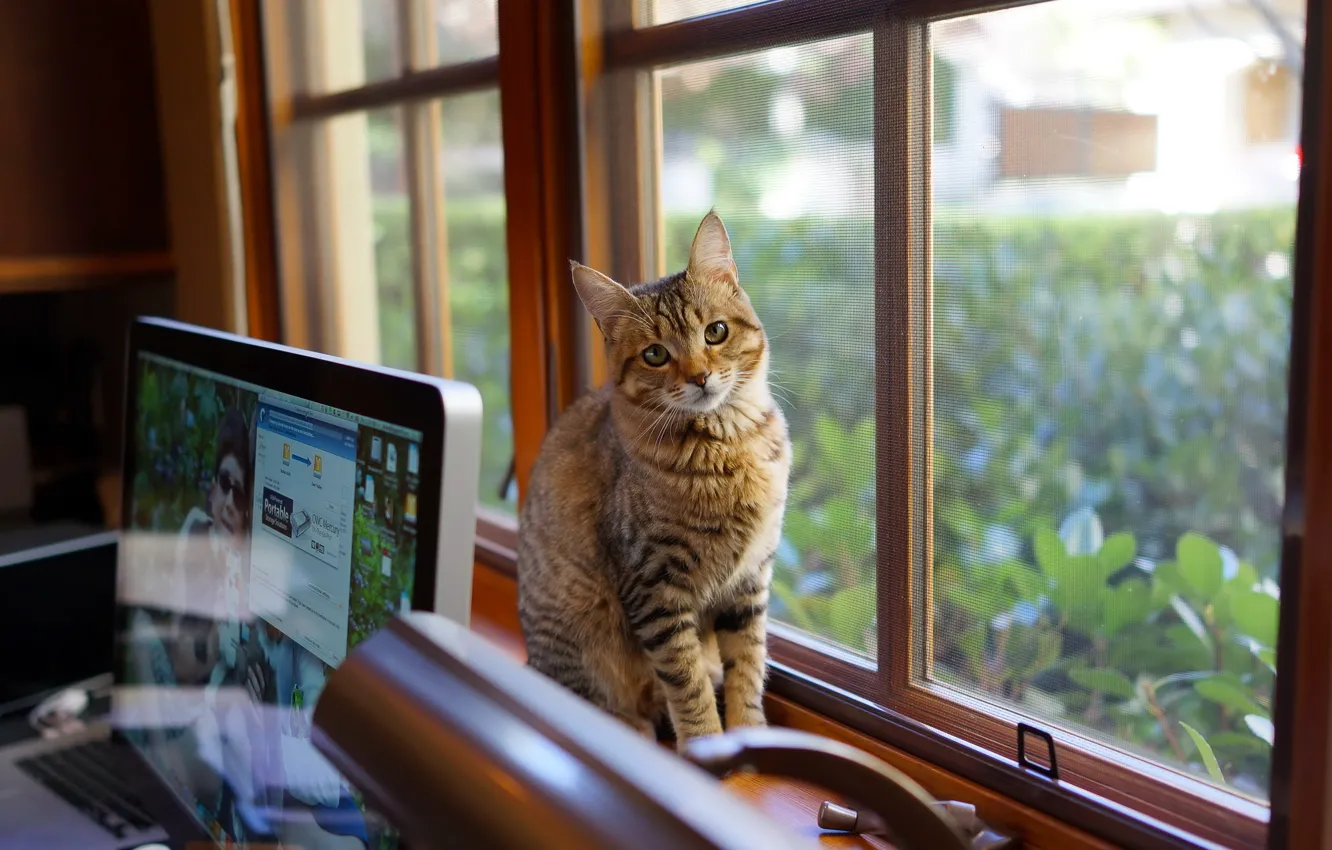 Photo wallpaper computer, look, wool, Cat, window