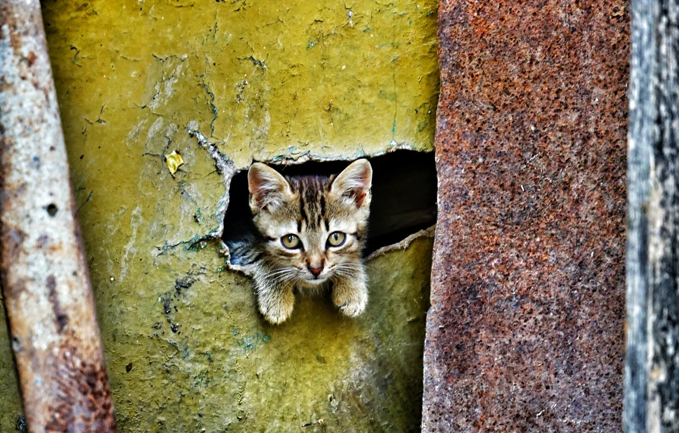 Photo wallpaper eyes, look, baby, kitty