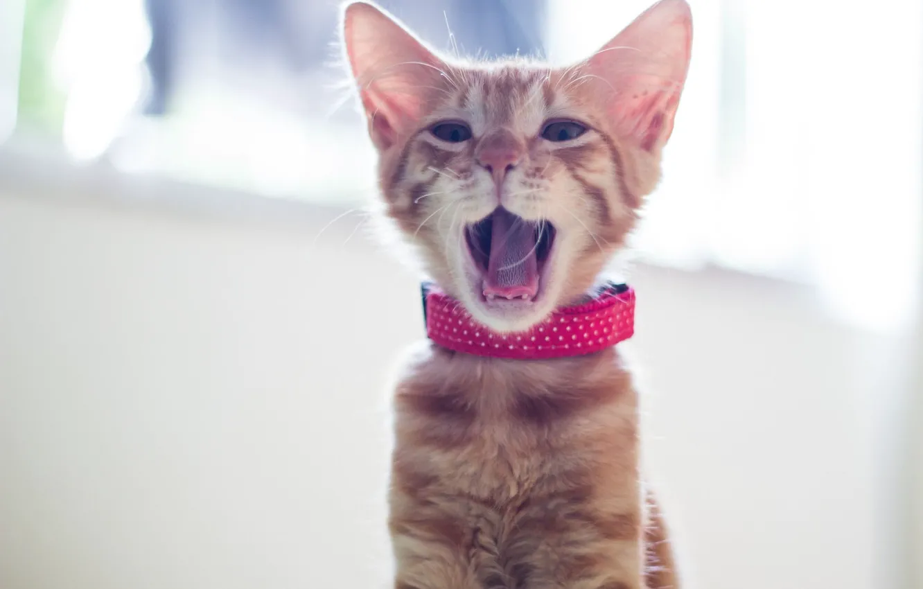 Photo wallpaper red, collar, kitty, yawns
