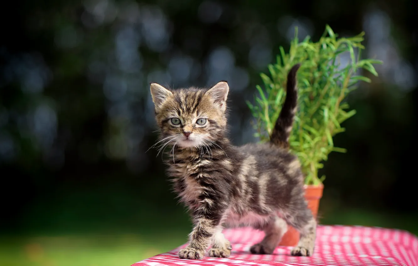 Photo wallpaper flowers, baby, kitty