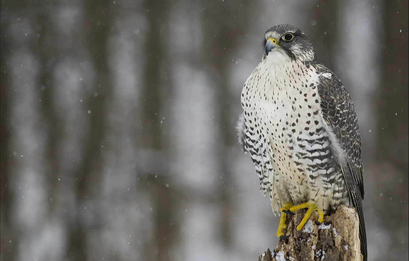 Photo wallpaper winter, look, snow, bird, predator, Falcon, Merlin