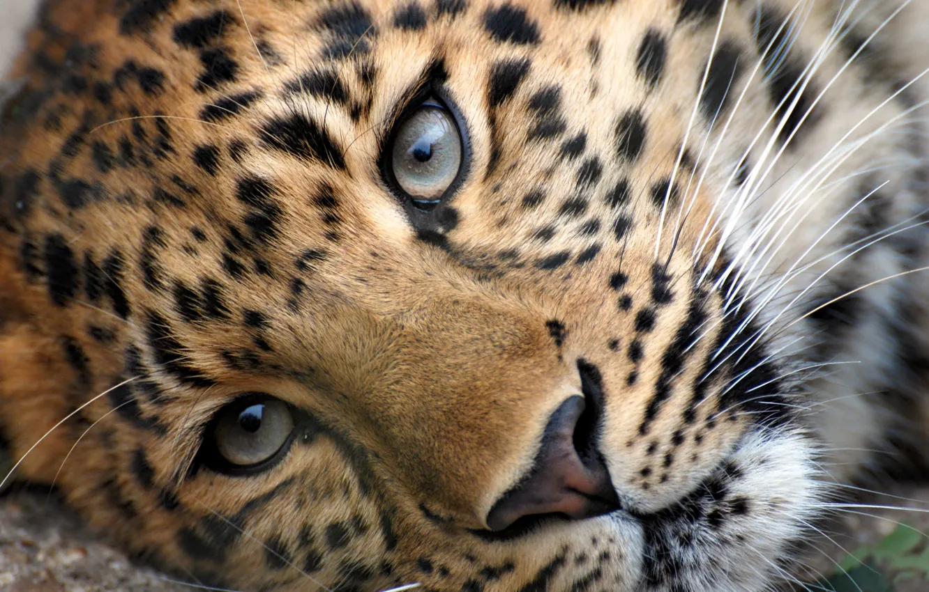 Photo wallpaper eyes, face, head, leopard