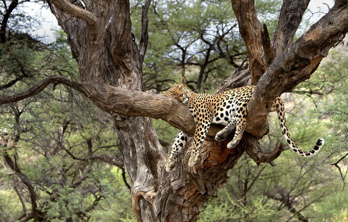 Photo wallpaper cat, tree, leopard, Africa, Namibia