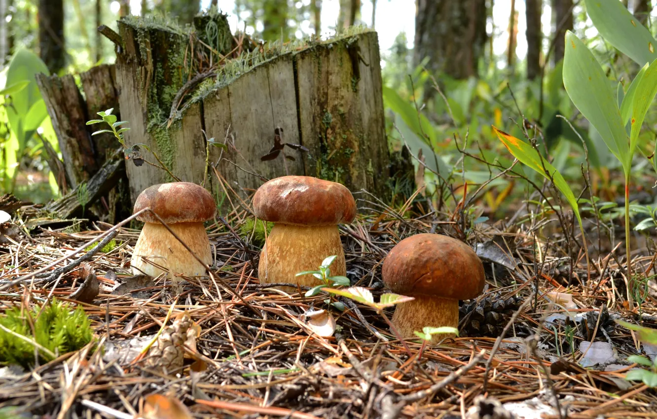 Photo wallpaper forest, mushrooms, stump, needles, trio, mushrooms