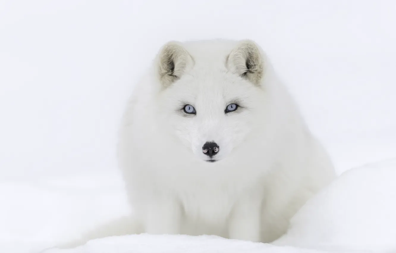 Photo wallpaper winter, white, snow, Fox
