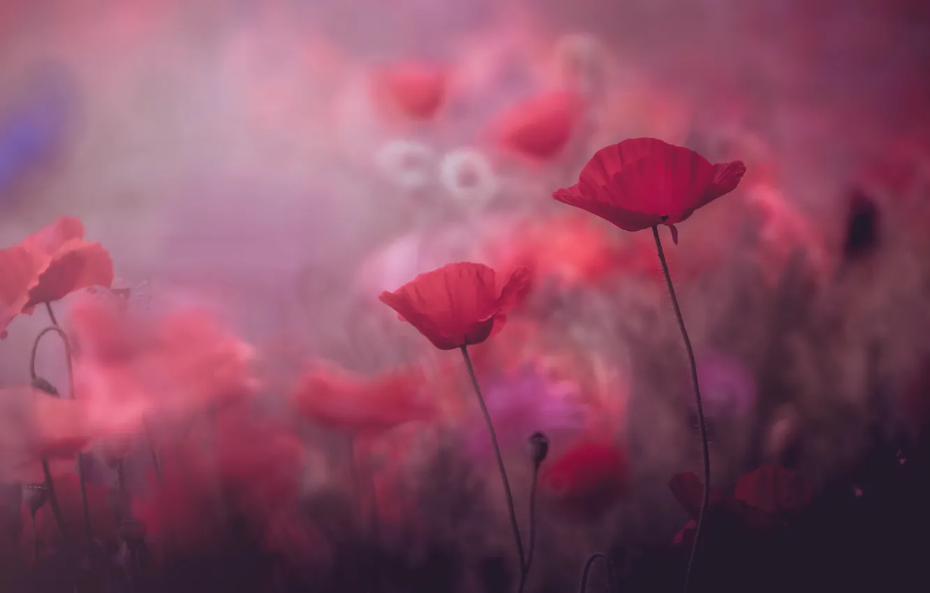 Photo wallpaper summer, flowers, background, pink, Mac, Maki, beauty, blur