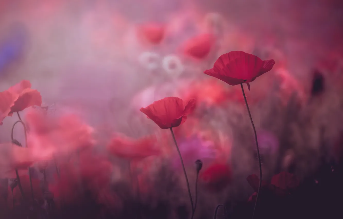 Photo wallpaper summer, flowers, red, background, Mac, Maki, beauty, blur
