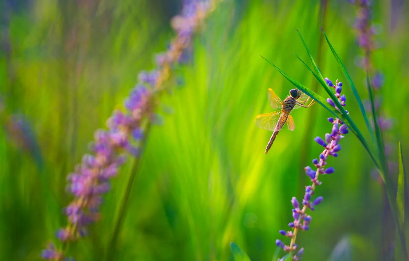 Photo wallpaper greens, summer, grass, macro, flowers, dragonfly, meadow, lilac