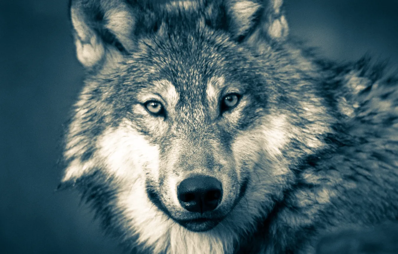 Photo wallpaper Predator, nature, animal, wolf, wildlife, portrait, portrait., Canis lupus. face