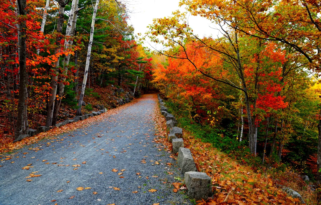 Photo wallpaper road, autumn, leaves, mountains, nature, colors, colorful, road