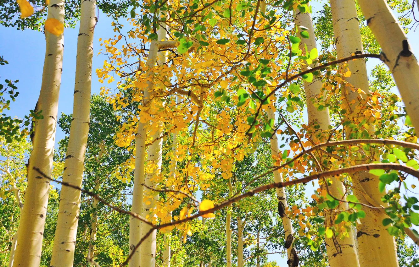 Photo wallpaper autumn, the sky, leaves, trees, trunk, aspen