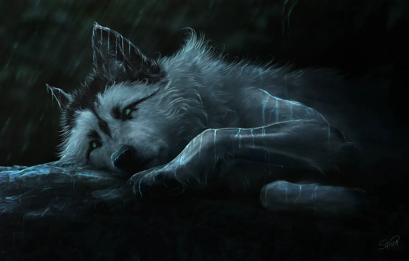 Photo wallpaper look, night, wolf