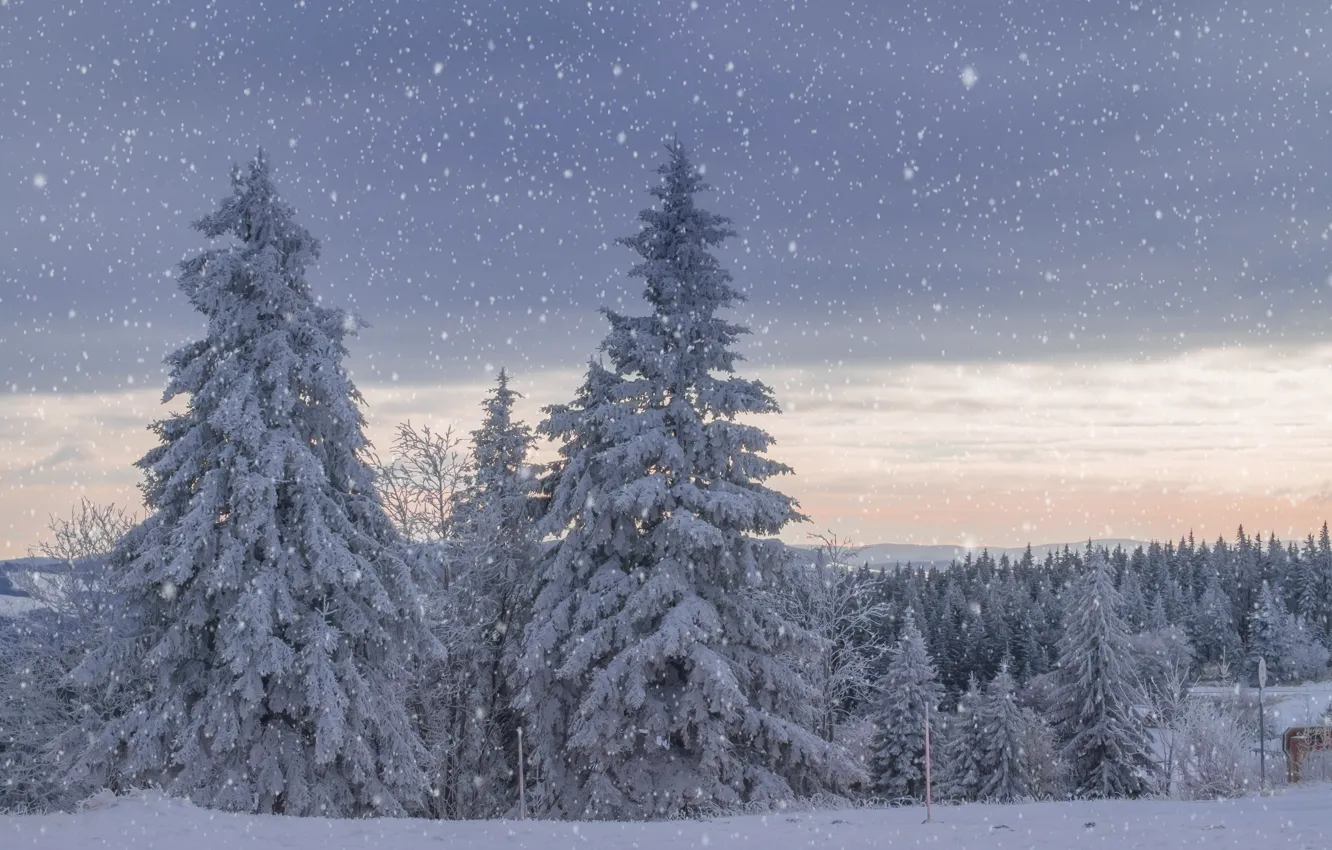 Photo wallpaper winter, snow, landscape, spruce, snowfall
