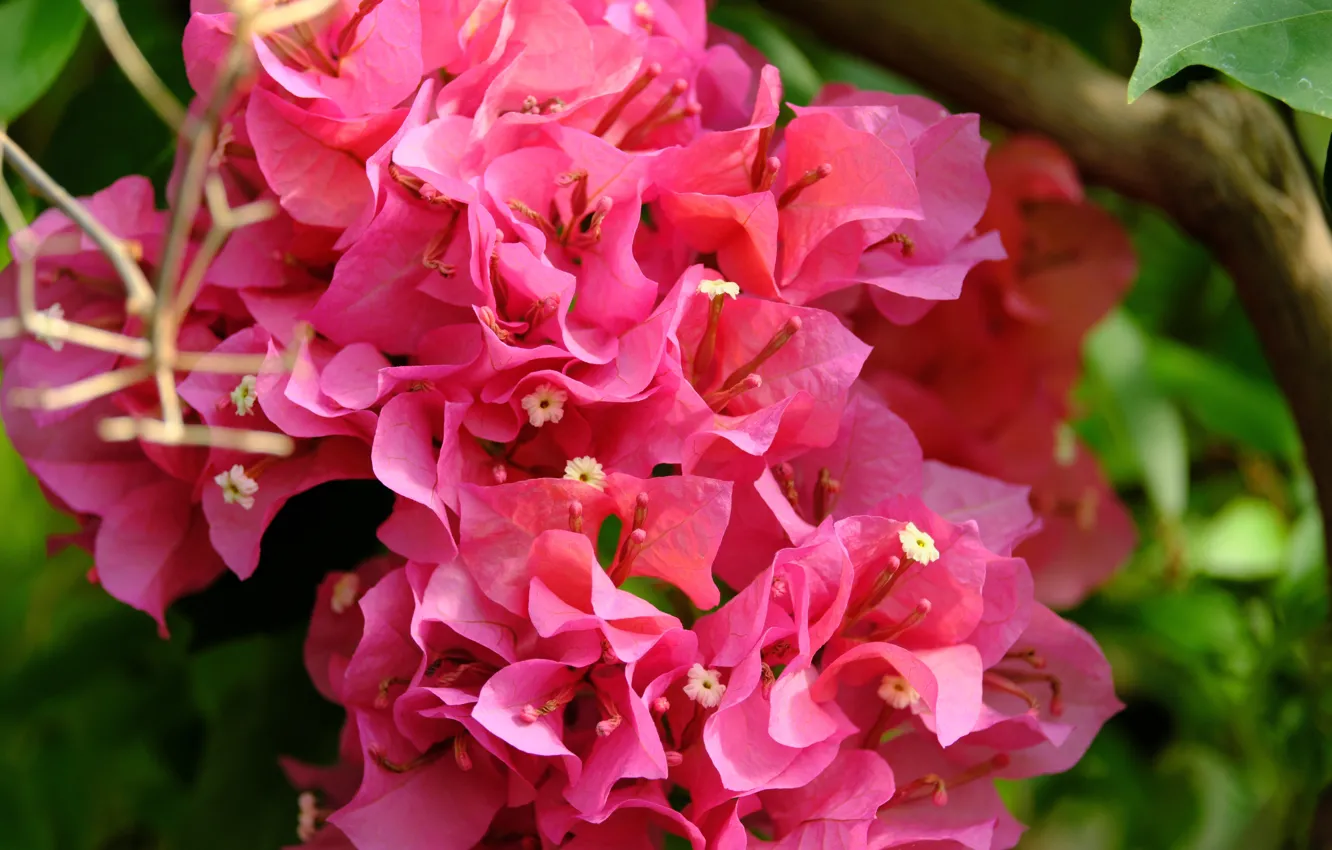 Photo wallpaper flowers, nature, pink