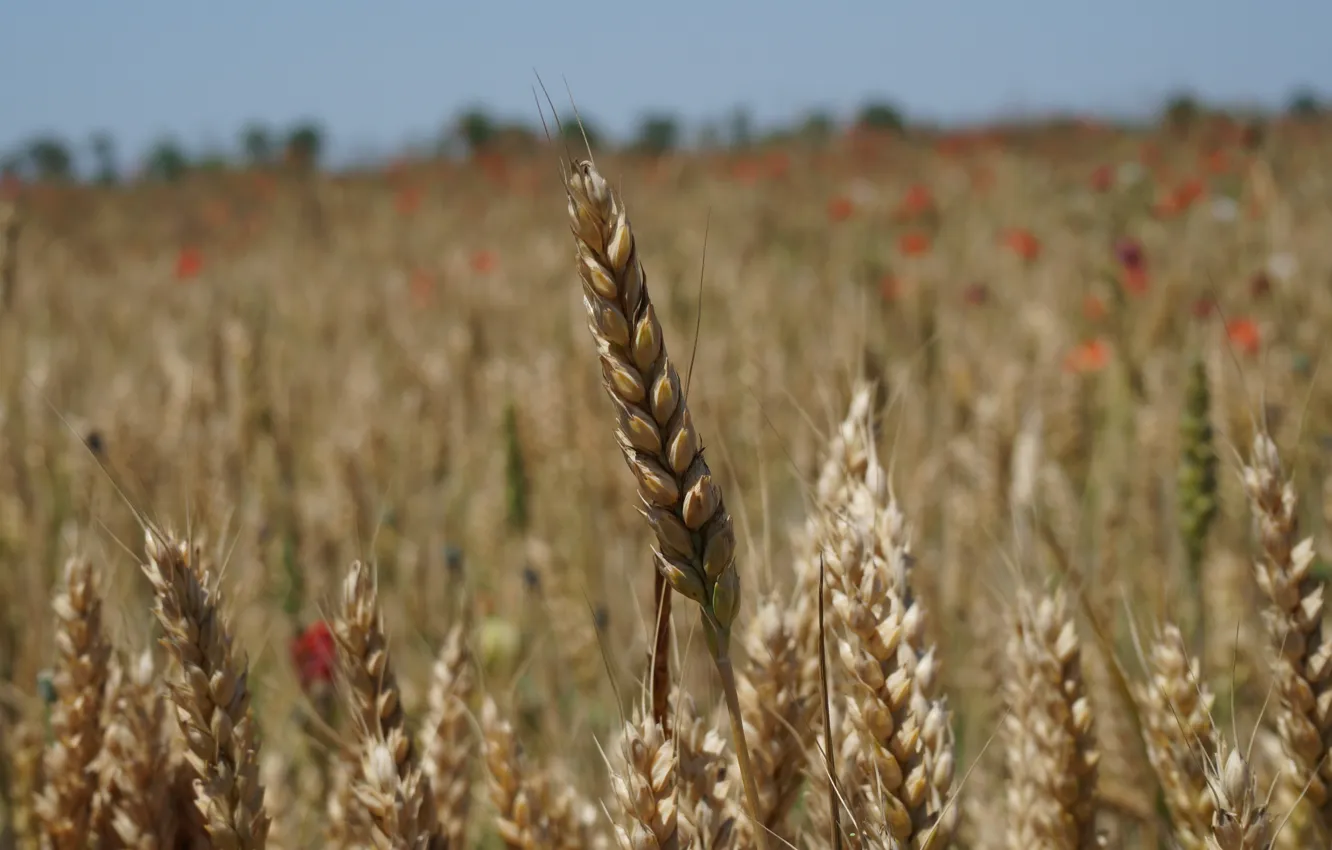 Photo wallpaper wheat, field, nature, plant, spikelets, ears