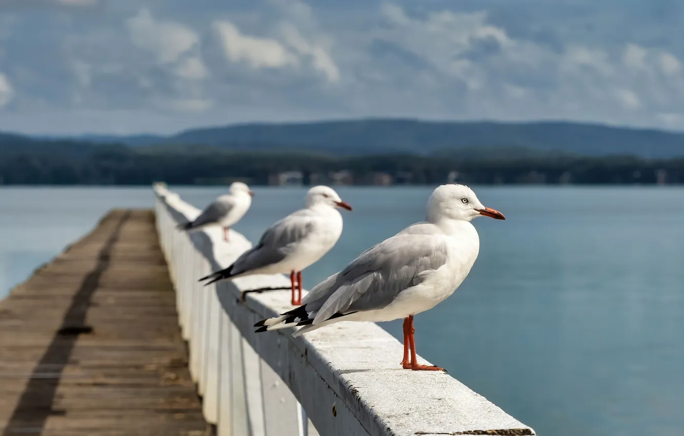 Photo wallpaper bridge, lake, bird