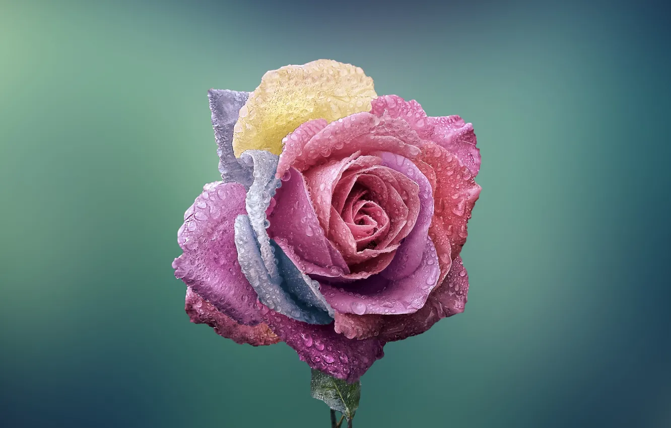 Photo wallpaper flower, macro, rose, colorful