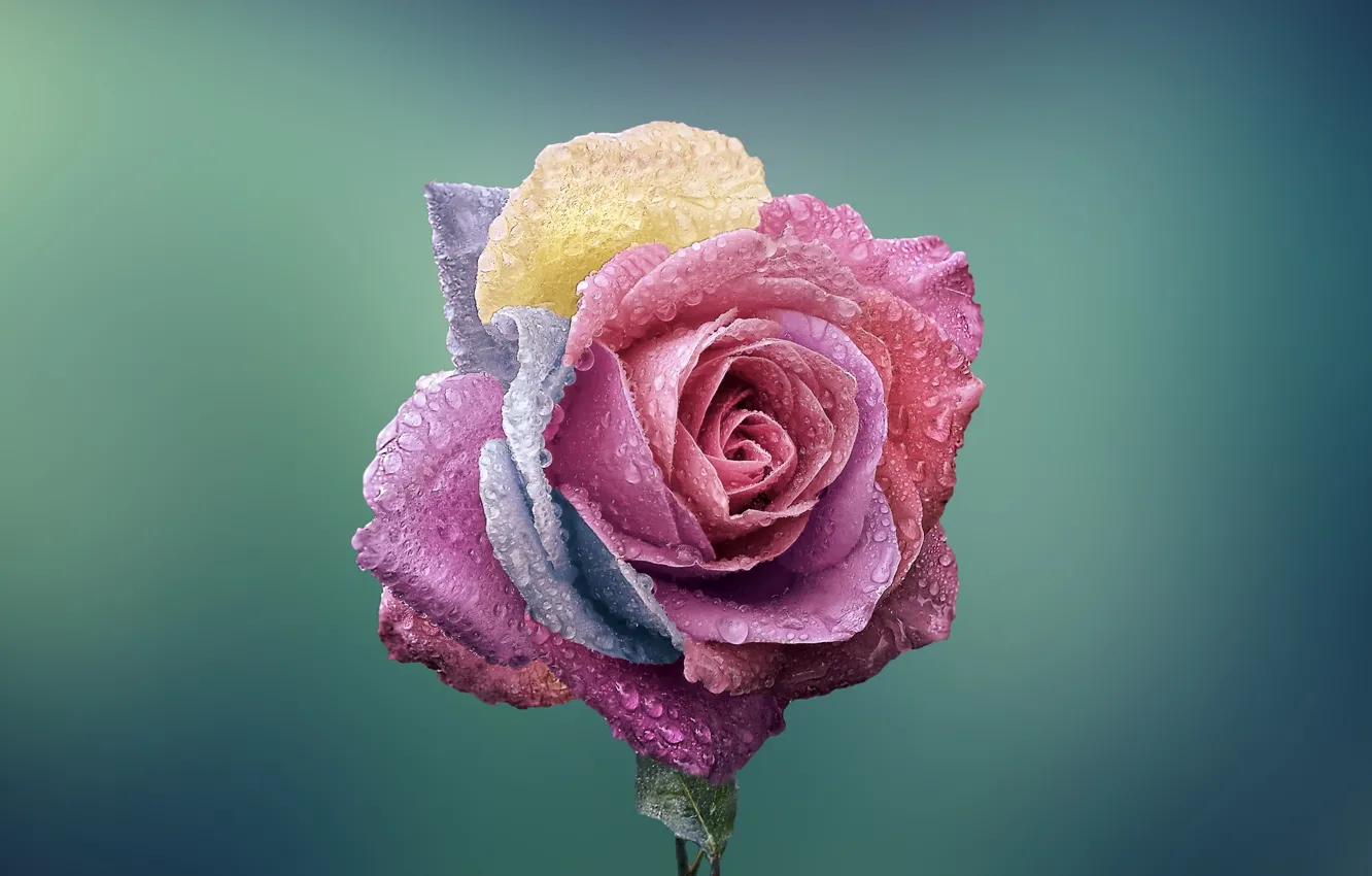 Photo wallpaper macro, flowers, roses, colorful