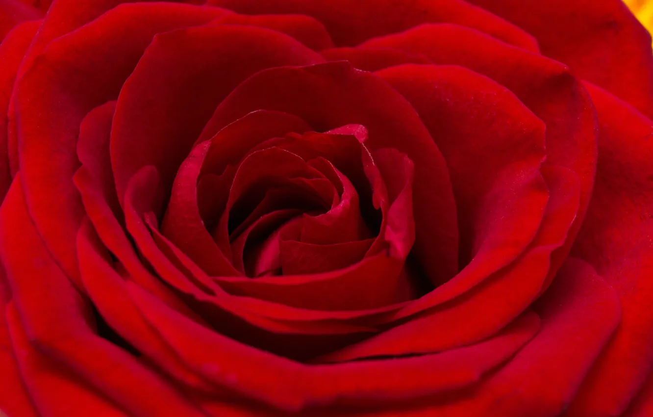 Photo wallpaper macro, red, plant, roses, red rose, buds