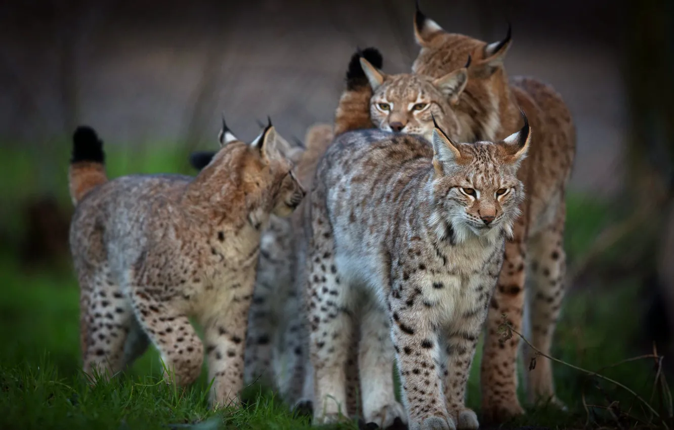 Photo wallpaper look, face, nature, background, group, lynx, wild cat, mom