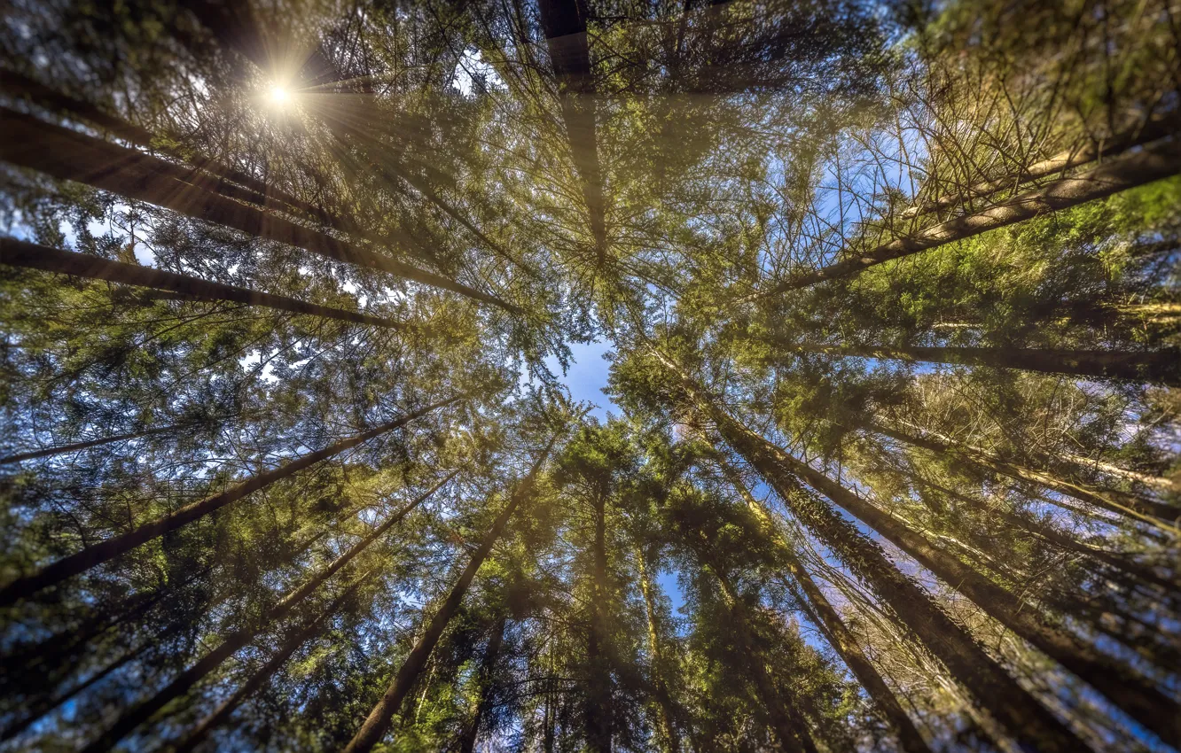 Photo wallpaper forest, trees, Switzerland