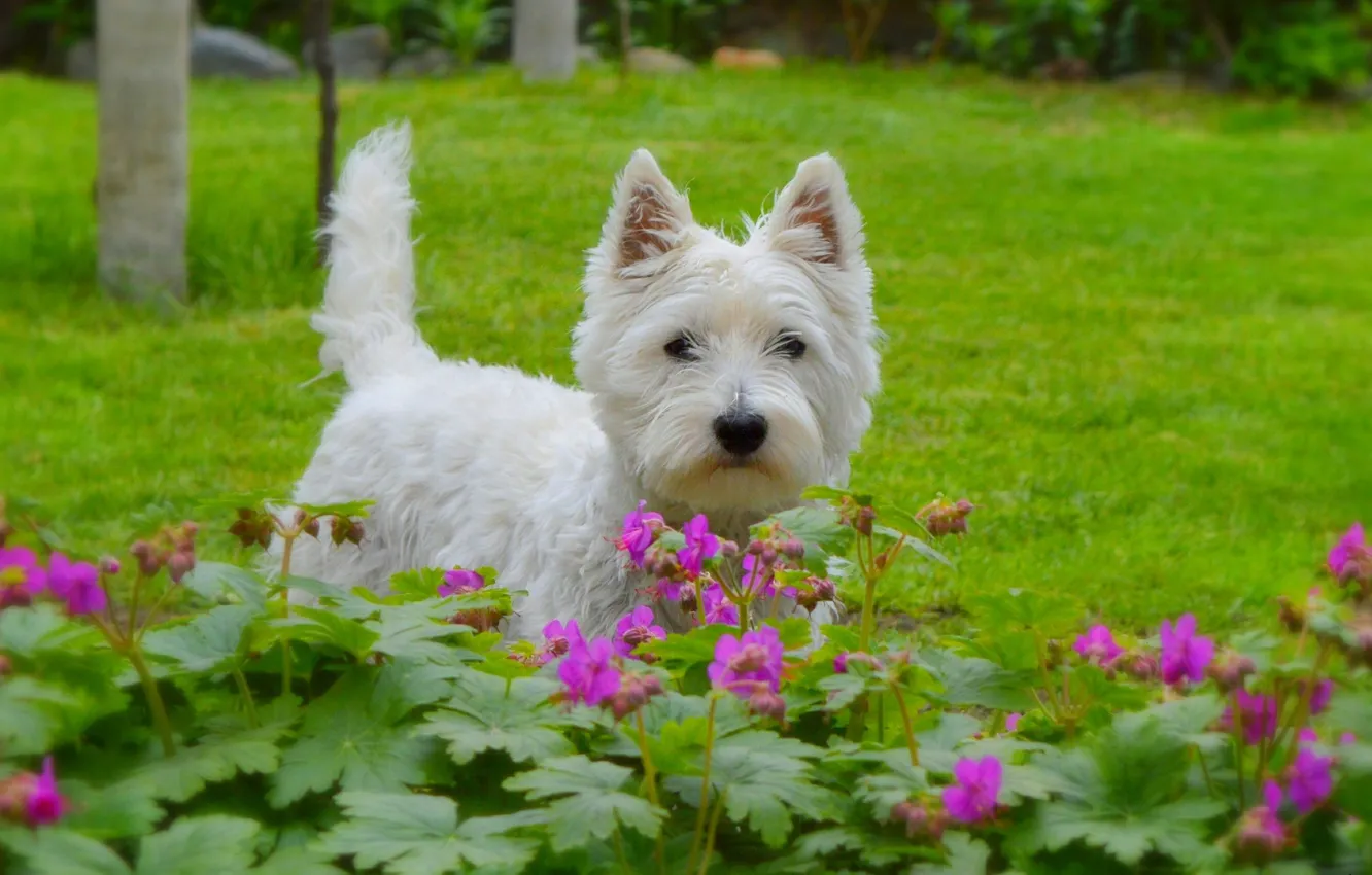 Photo wallpaper Dog, Flowers, Dog, Flowers, The West highland white Terrier