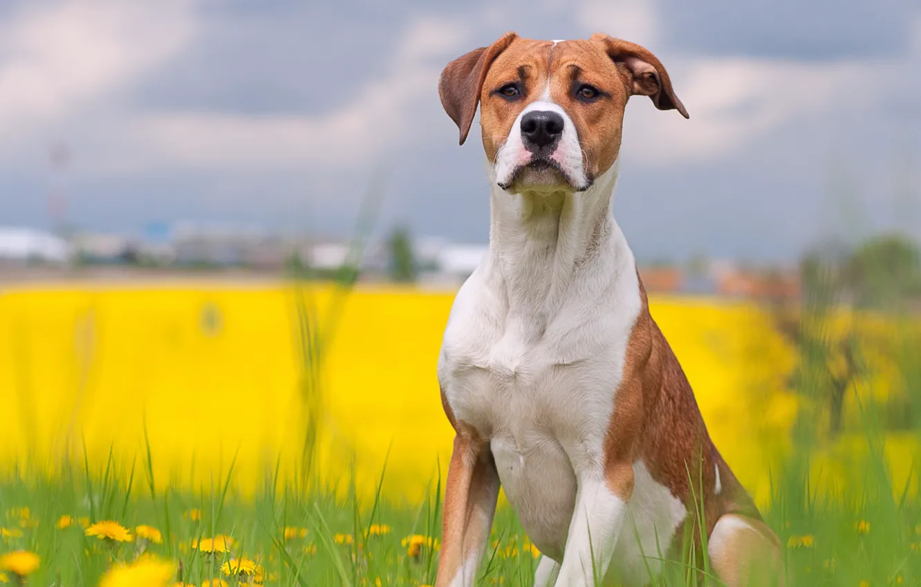 Photo wallpaper summer, each, dog