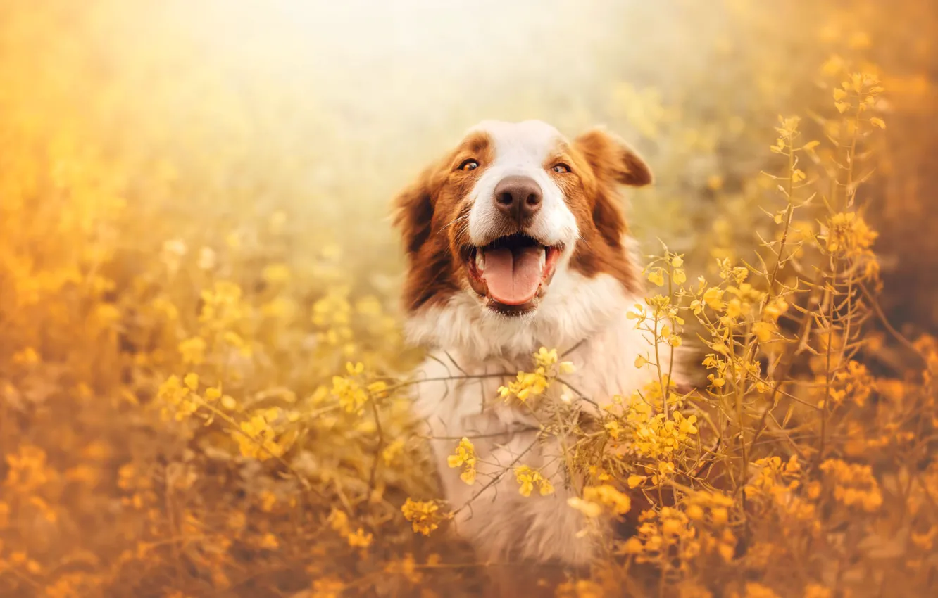 Photo wallpaper language, look, flowers, yellow, nature, pose, glade, portrait