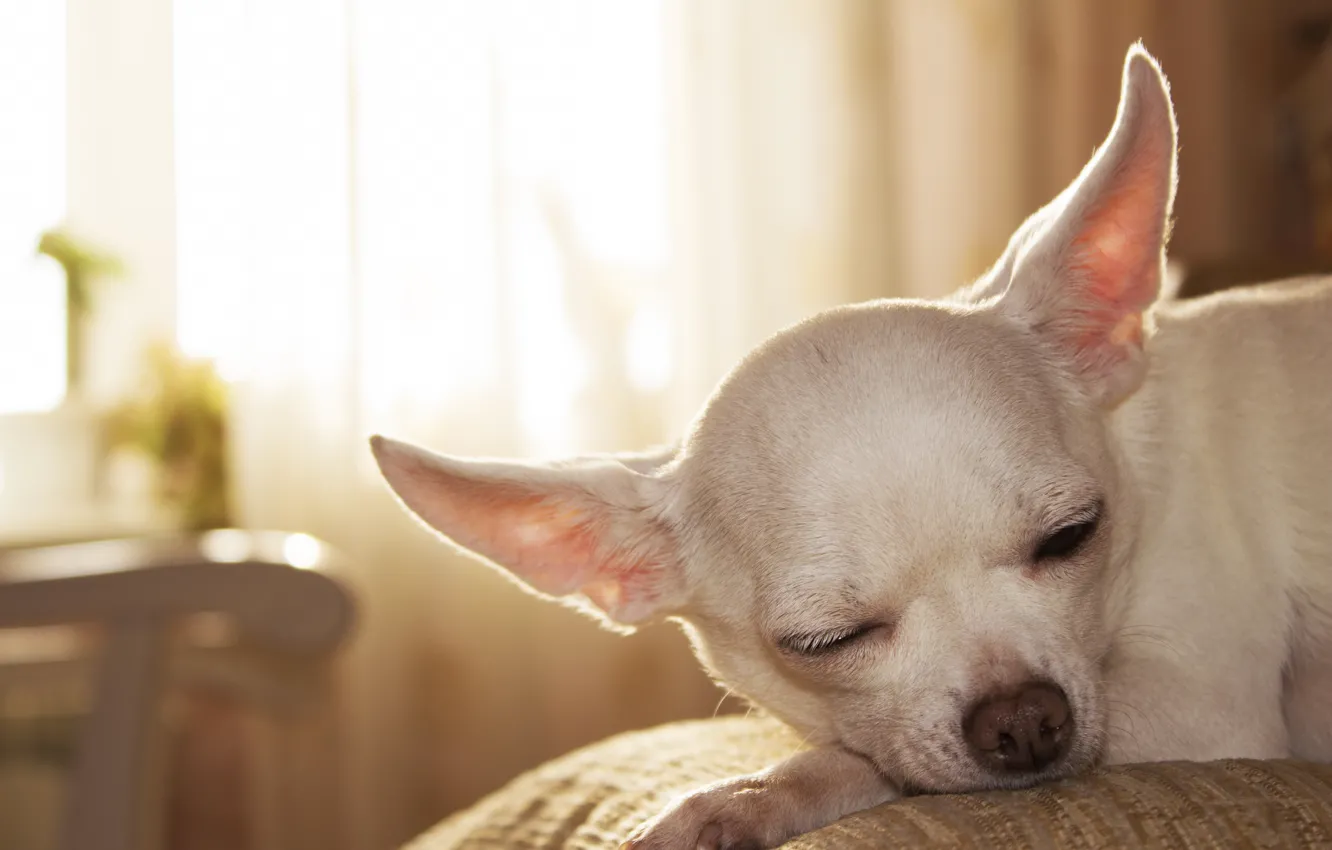 Photo wallpaper animals, dogs, Chihuahua