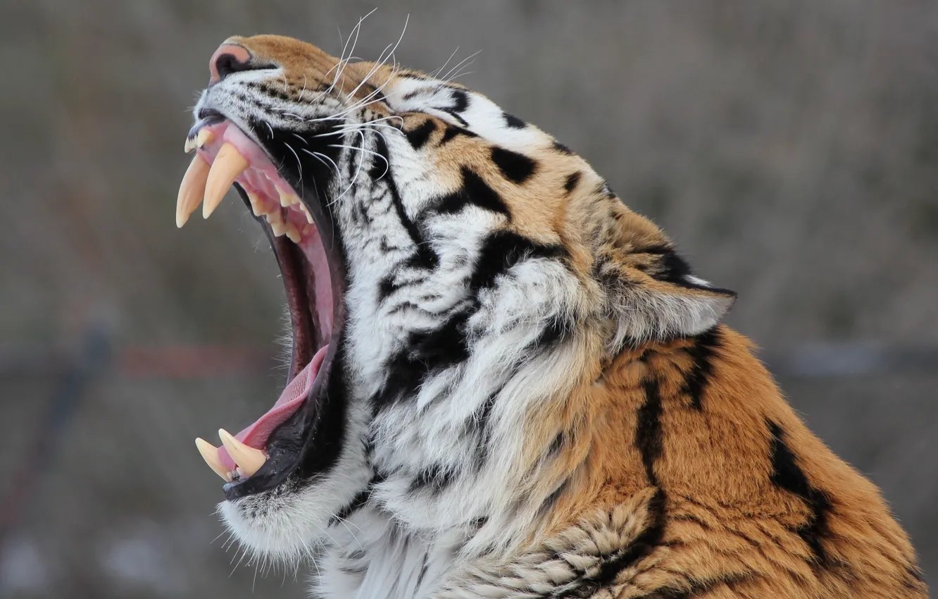 Photo wallpaper face, predator, mouth, fangs, profile, wild cat, yawns, the Amur tiger