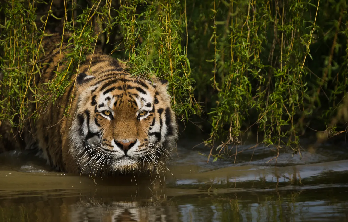 Photo wallpaper face, water, branches, tiger, wild cat