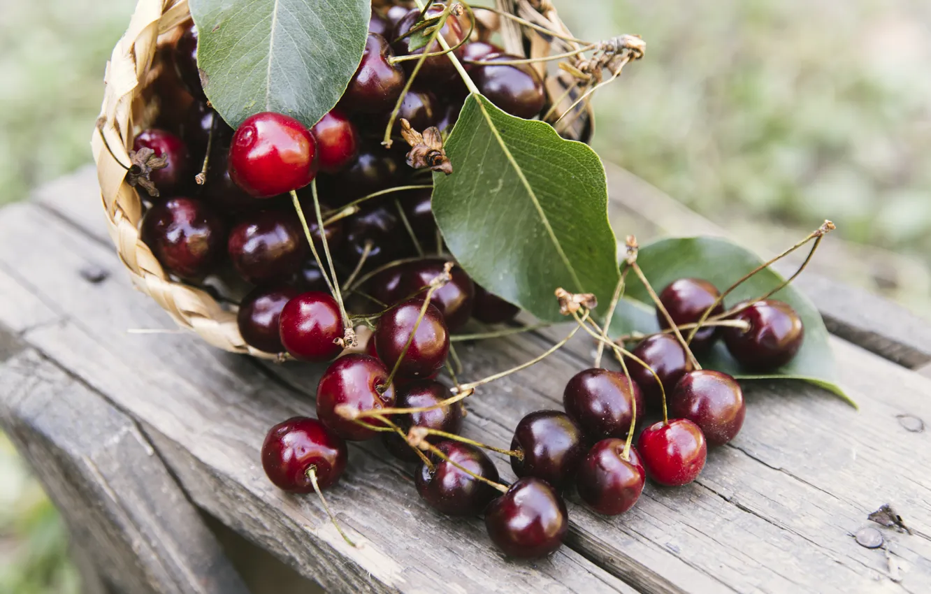 Photo wallpaper summer, leaves, bench, cherry, berries, Board, harvest, placer