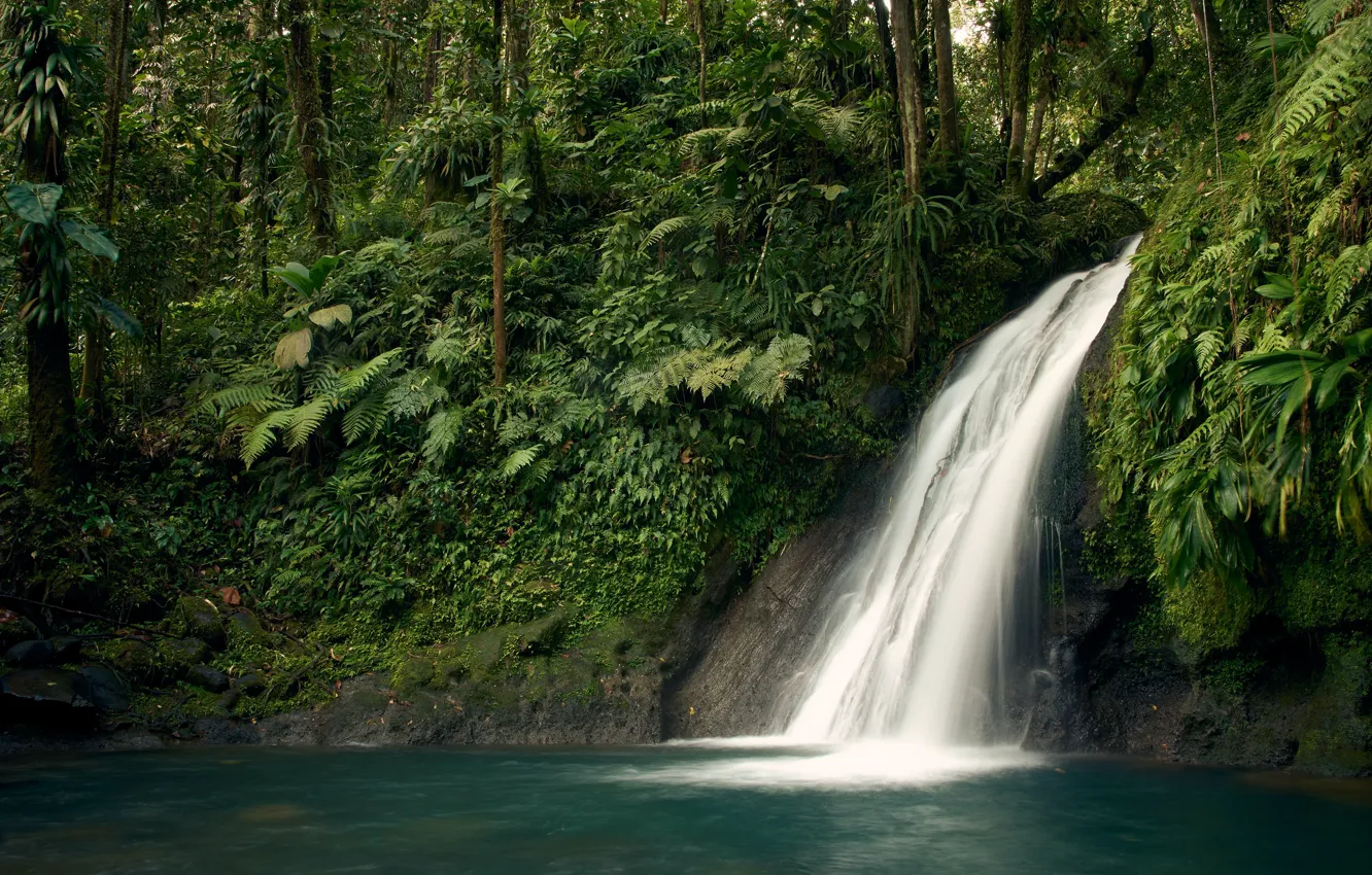 Photo wallpaper forest, trees, tropics, thickets, shore, waterfall, jungle, fern