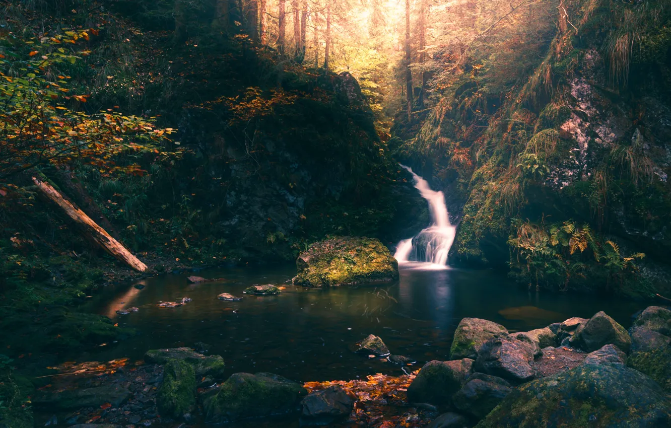 Photo wallpaper autumn, forest, light, stones, rocks, thickets, shore, foliage